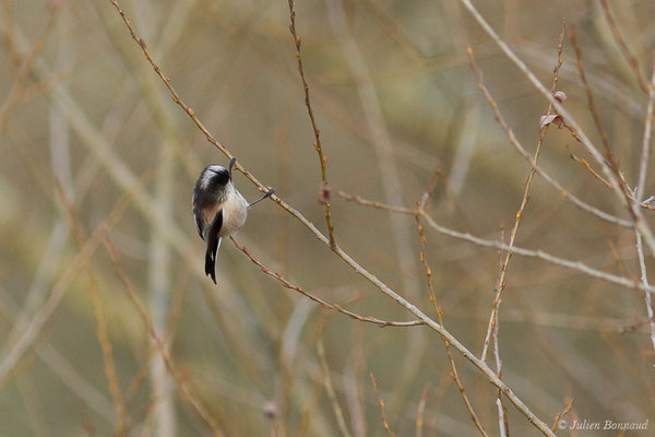 Orite à longue queue — Aegithalos caudatus (Linnaeus, 1758), (réserve des barthes de Saint-Martin-de-Seignanx (64), France, le 19/01/2019)