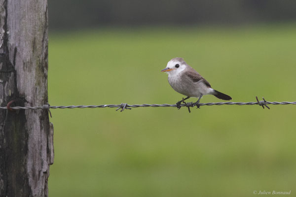 Moucherolle à tête blanche — Arundinicola leucocephala (Linnaeus, 1764)
