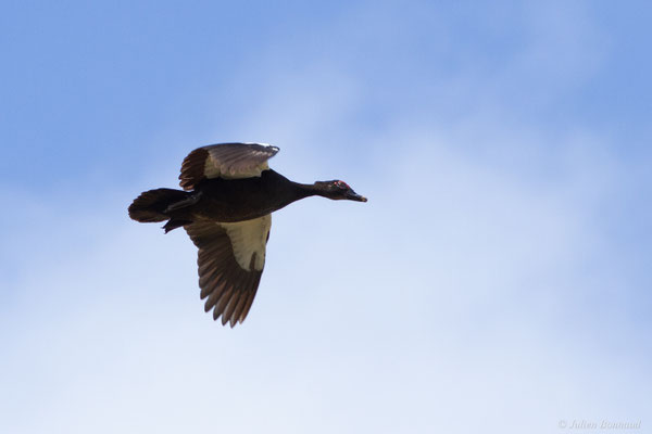 Canard musqué — Cairina moschata (Linnaeus, 1758)