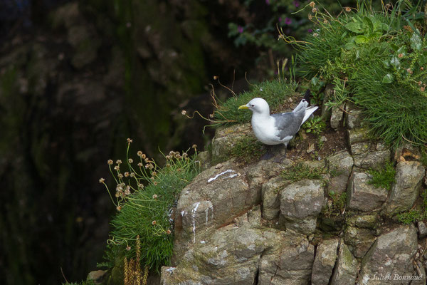 Mouette tridactyle — Rissa tridactyla (Linnaeus, 1758), (Cap Fréhel, Plévenon (22), France, le 06/07/2021)
