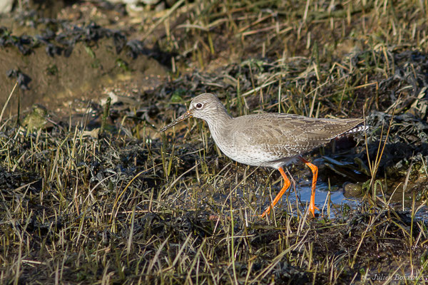 Chevalier gambette — Tringa totanus (Linnaeus, 1758), (adulte en plumage internuptial) (Parc écologique Plaiaundi, Irun, Espagne, le 20/12/2020)