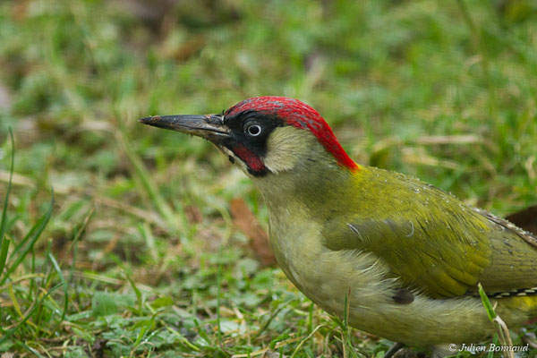 Pic vert — Picus viridis Linnaeus, 1758, (mâle adulte) (Pontivy (56), France, le 05/12/2017)