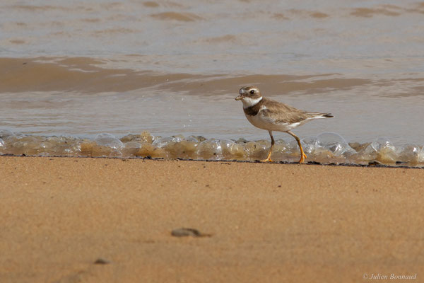 Gravelot semipalmé — Charadrius semipalmatus Bonaparte, 1825, (adulte, plumage internuptial), (Dégrad des Cannes, Remire-Montjoly, Guyane, le 15/04/2017)