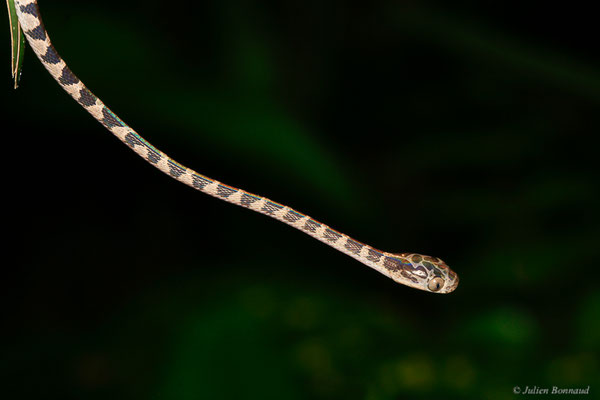 Imantode à nuque tatouée — Imantodes cenchoa (Linnaeus, 1758), (juvénile), (Sentier de la Mirande, Matoury, Guyane, le 09/07/2015)