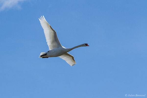 Cygne tuberculé — Cygnus olor (Gmelin, JF, 1789), (Marais du Vigueirat (13), France, le 19/02/2020)