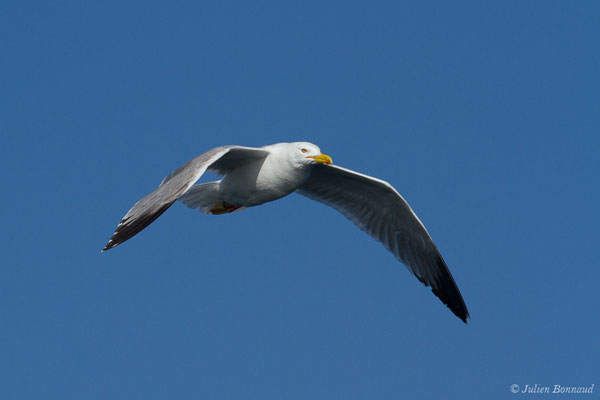 Goéland cantabrique — Larus michahellis lusitanius Joiris, 1978, (Saint-Jean-de-Luz (64), France, le 20/04/2019)