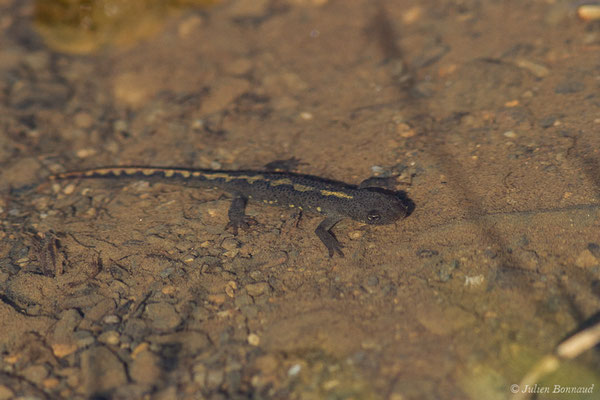 Calotriton des Pyrénées ou Euprocte des Pyrénées – Calotriton asper (Al. Dugès, 1852), (juvénile) (Col d'Aubisque, Béost (64), France, le 29/06/2019)