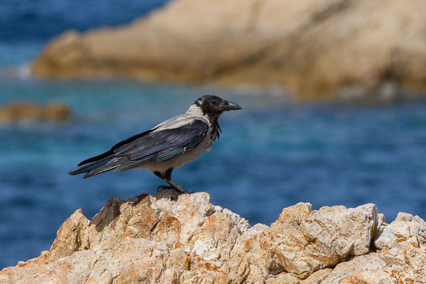 Corneille mantelée — Corvus cornix Linnaeus, 1758, (L'Île-Rousse (2B), France, le 14/09/2019)
