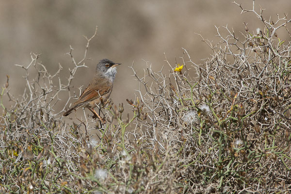 Fauvette à lunettes — Sylvia conspicillata Temminck, 1820, (Tindaya, Fuerteventura, (Iles Canaries, Espagne), le 13/02/2022)