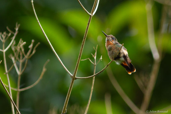 Coquette huppe-col — Lophornis ornatus (Boddaert, 1783)