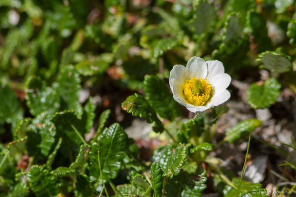 Dryade à huit pétales — Dryas octopetala L., 1753