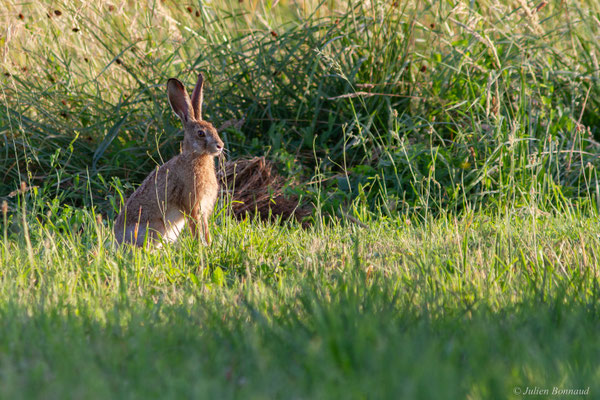 Lièvre d'Europe — Lepus europaeus Pallas, 1778, (Arnos (64), France, le 26/06/2025)