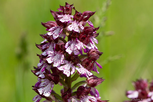 Orchis pourpre — Orchis purpurea Huds., 1762, (Auch (32), France, le 05/05/2022)