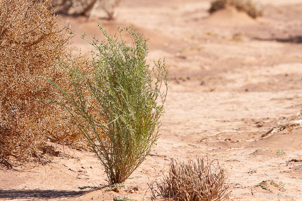 Euphorbia calyptrata Coss. & Kralik, (Msseyed (Guelmim-Oued Noun), Maroc, le 26/01/2024)