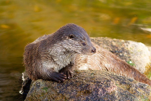 Loutre d'Europe — Lutra lutra (Linnaeus, 1758), (Parc zoologique de Rabat (Rabat-Salé-Kénitra), Maroc, le 21/01/2023)