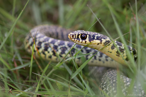 Couleuvre verte et jaune — Hierophis viridiflavus (Lacepède, 1789), (adulte), (Aignan (32), France, le 16/05/2025)