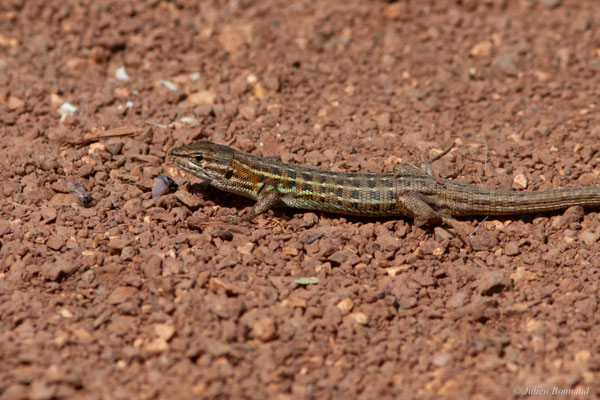 Psammodrome d'Edwards — Psammodromus edwarsianus (An. Dugès, 1829)