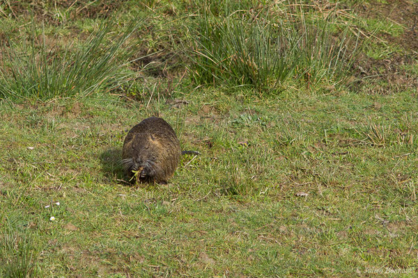 Ragondin — Myocastor coypus (Molina, 1782), (réserve des barthes de Saint-Martin-de-Seignanx (64), France, le 19/01/2019)