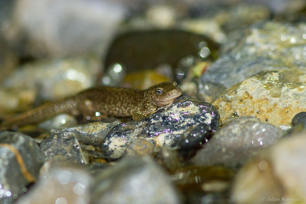 Calotriton des Pyrénées — Calotriton asper (Al. Dugès, 1852)