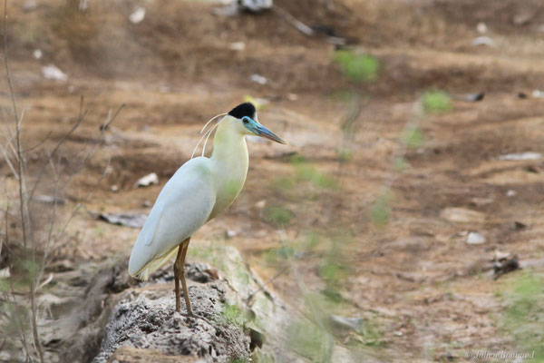 Héron coiffé — Pilherodius pileatus (Boddaert, 1783), (Petit-Saut, Kourou, Guyane, le 09/11/2015)