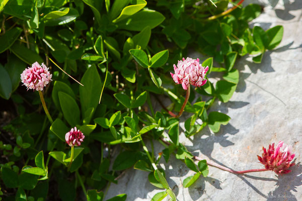 Trèfle de Thalius — Trifolium thalii Vill., 1779