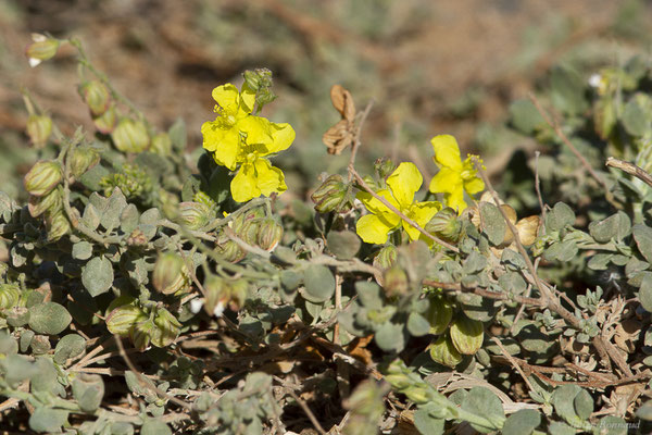 Hélianthème des Canaries — Helianthemum canariense (Jacq.) Pers., 1806