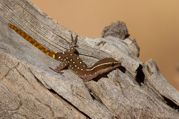 Saurodactyle d'El Mouden — Saurodactylus elmoudenii Javanmardi, Vogler and Joger, 2019, (Tafraoute, (Souss-Massa), Maroc, le 05/02/2023)