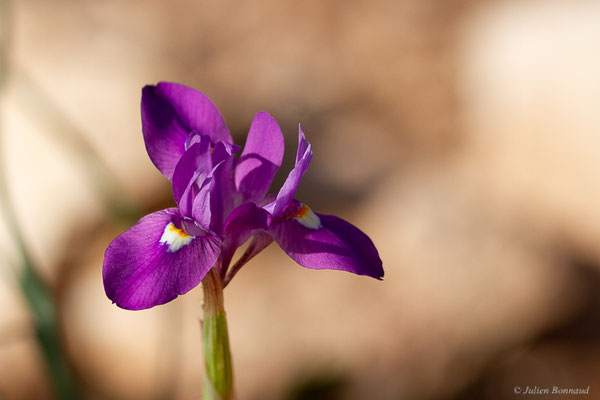 Iris faux sisyrinchium — Moraea sisyrinchium (L.) Ker Gawl., 1805, (Laazib (Guelmim-Oued Noun), Maroc, le 30/01/2023)