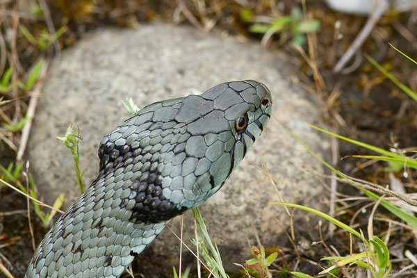 Couleuvre astreptophore — Natrix astreptophora (Seoane, 1884), (femelle adulte) (Mourenx (64), France, le 15/06/2023)