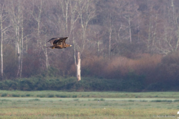 Haliaeetus albicilla (Linnaeus, 1758), (Réserve de chasse et de faune sauvage de Lesgau, Saint-Martin-de-Seignanx (40), France, le 22/11/2025)