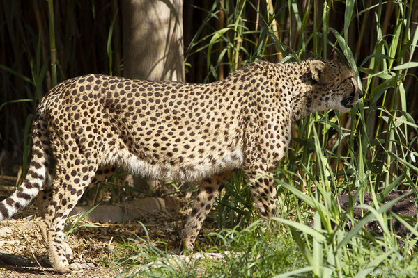 Guépard — Acinonyx jubatus (Schreber, 1775), (Oasis Park, Fuerteventura, (Iles Canaries, Espagne), le 16/02/2022)