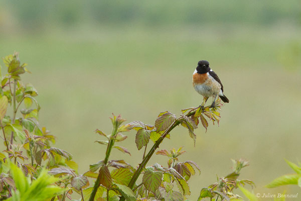 Tarier pâtre — Saxicola rubicola (Linnaeus, 1766), (mâle adulte) (Braud-et-Saint-Louis (33), France, le 09/05/2019)