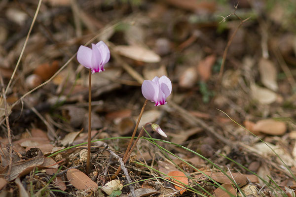 Cyclamen à feuilles de lierre — Cyclamen hederifolium Aiton, 1789, (Moltifao (2B), Corse (France), le 10/09/2019)