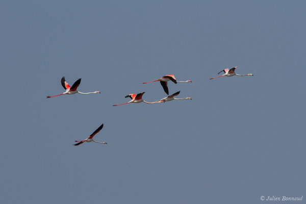 Flamant rose – Phoenicopterus roseus Pallas, 1811, (Ria Formosa (Faro), (Algarve), Portugal, le 01/09/2018)