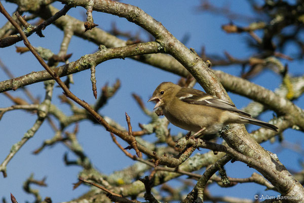 Pinson des arbres — Fringilla coelebs Linnaeus, 1758, (femelle adulte) (Pontivy (56), France, le 01/01/2018)
