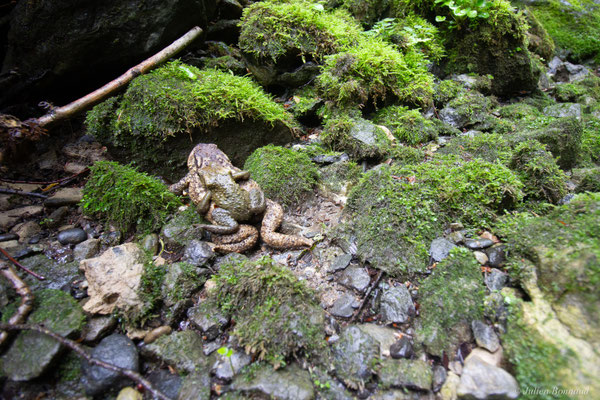 Crapaud épineux — Bufo spinosus (Daudin, 1803)
