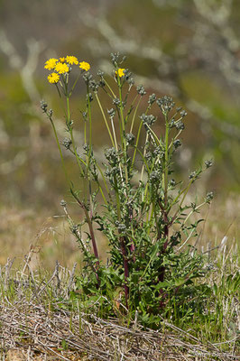 Crépide fétide — Crepis foetida L., 1753, (Lacq (64), France, le 20/03/2019)