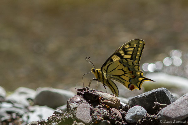 Machaon — Papilio machaon Linnaeus, 1758, (Col d'Aubisque, Béost (64), France, le 29/06/2019)