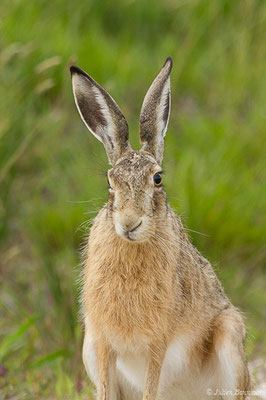 Lièvre d'Europe — Lepus europaeus Pallas, 1778