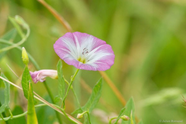 Liseron des champs — Convolvulus arvensis L., 1753, (Duhort-Bachen (40), France, le 14/06/2023)