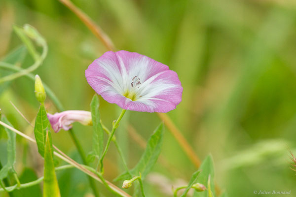 Liseron des champs — Convolvulus arvensis L., 1753