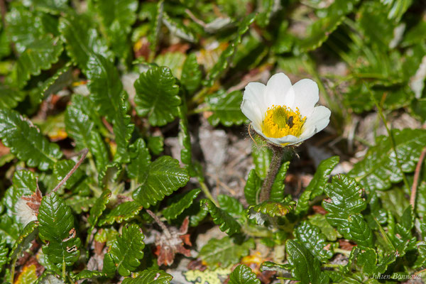 Dryade à huit pétales — Dryas octopetala L., 1753, (Station de ski de Gourette, Euax-Bonnes (64), France le 05/08/2021)