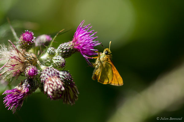 Sylvaine — Ochlodes sylvanus (Esper, 1777), (Hameau du Plan, Saint-Béat (31), France, le 26/06/2018)