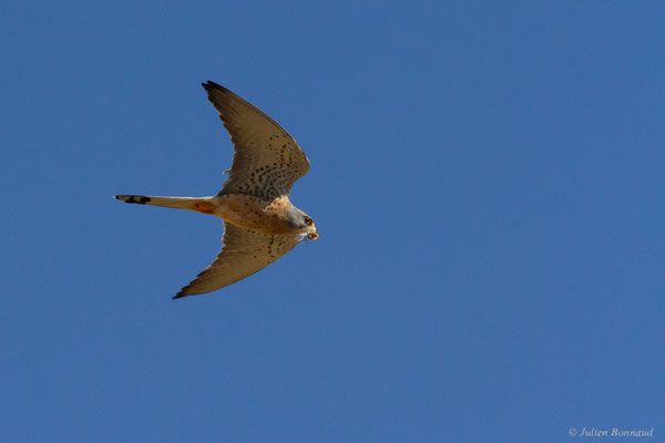 Faucon crécerellette — Falco naumanni Fleischer, JG, 1818, (Fuentes de Nava, Palencia (Castille-et-León), Espagne, le 05/07/2022)