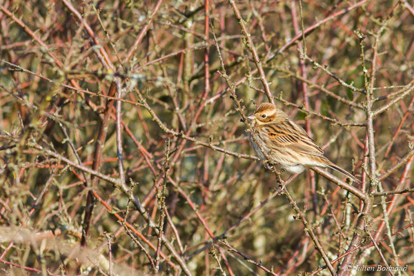 Bruant des roseaux — Emberiza schoeniclus (Linnaeus, 1758), (Marais de Séné (56), France, le 05/02/2018)