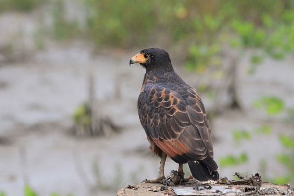 Buse buson — Buteogallus aequinoctialis (Gmelin, 1788), (adulte), (Dégrad des Cannes, Remire-Montjoly, Guyane, le 17/11/2015)