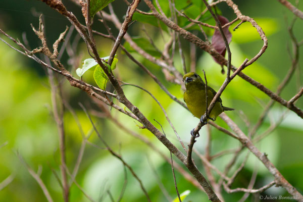 Organiste teité — Euphonia violacea (Linnaeus, 1758)