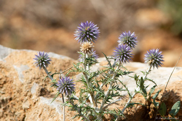 Chardon bleu — Echinops ritro L., 1753