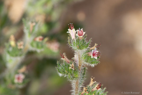 Vipérine des Pyrénées — Echium asperrimum Lam., 1792, (Bardenas Real, Arguedas (Aragon), Espagne, le 08/06/2022)