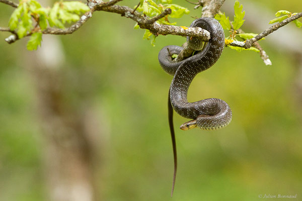Couleuvre d'Esculape — Zamenis longissimus (Laurenti, 1768)